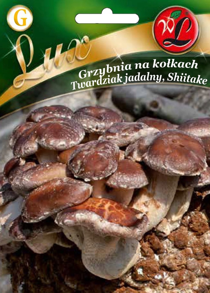 Grzybnia na kołkach - Twardziak jadalny - Shiitake