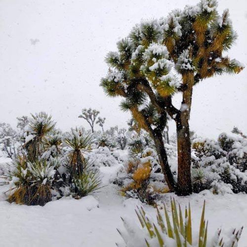 Drzewo Jozuego (Yucca brevifolia) do -23 +GRATISY