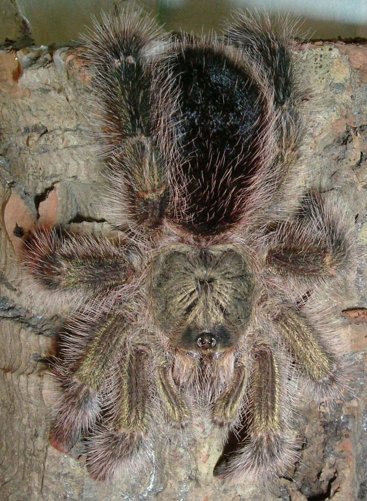 ANIMALE SKLEP Avicularia aurantiaca L3