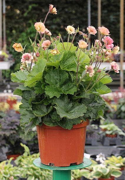 Kuklik Rozesłany Pretticoats Peach Wieloletni Duża 2 Letnia Sadzonka 1,2l