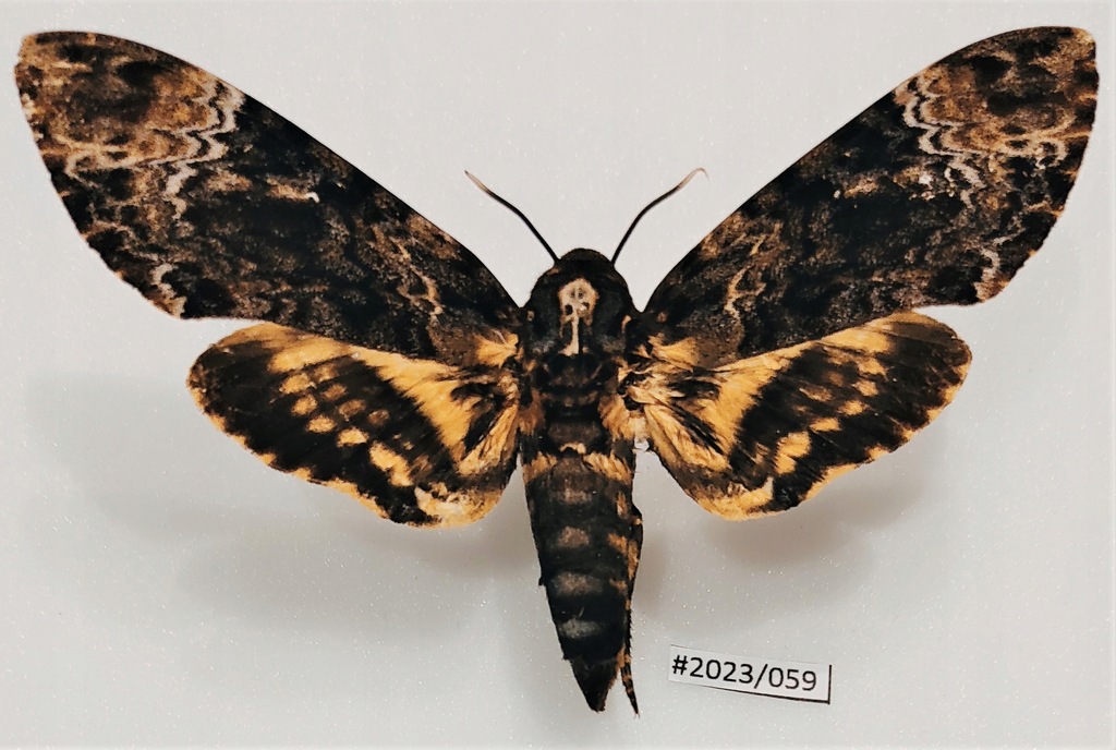 Motyl Acherontia lachesis samiec 110mm .