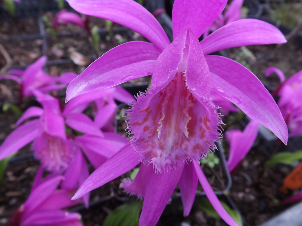 STORCZYK PLEIONE rarytas do ogrodu, IV-V