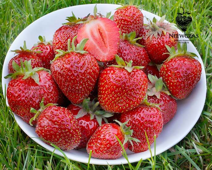 Porównaj Dane Dotyczące Sadzonek Truskawek 25 SZT. SADZONKI TRUSKAWEK A, DUKAT DUŻE OWOCE. - 7859178747