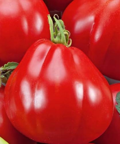 Pomidor gruntowy RED PEAR 0,5g. - GRUSZKOWY !!!