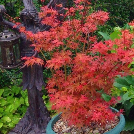 Купить Клен горшечный Phoenix Acer Palmatum Cameleon: отзывы, фото, характеристики в интерне-магазине Aredi.ru