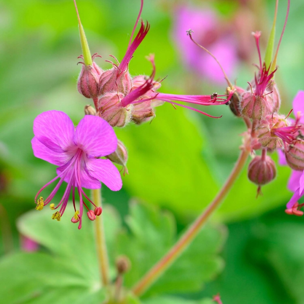 Bodziszek korzeniasty GERANIUM MACRORRHIZUM różowy