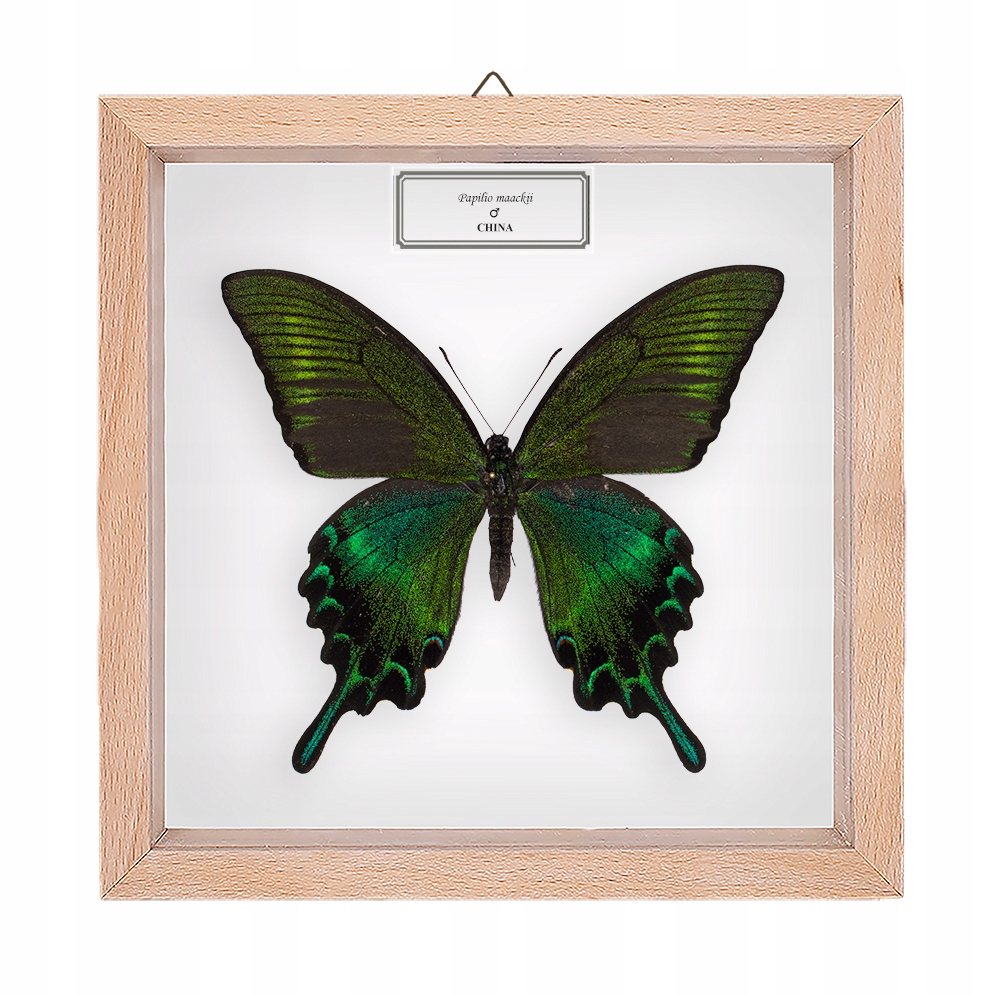 Motyl w gablotce Papilio maackii