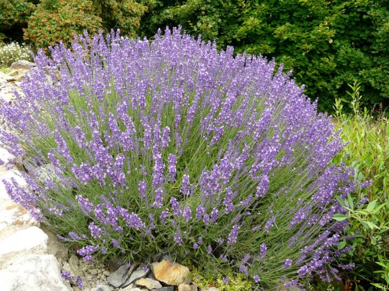 Купить Lavender Silver Mist, красивая рассада, красиво пахнет.: отзывы, фото, характеристики в интерне-магазине Aredi.ru