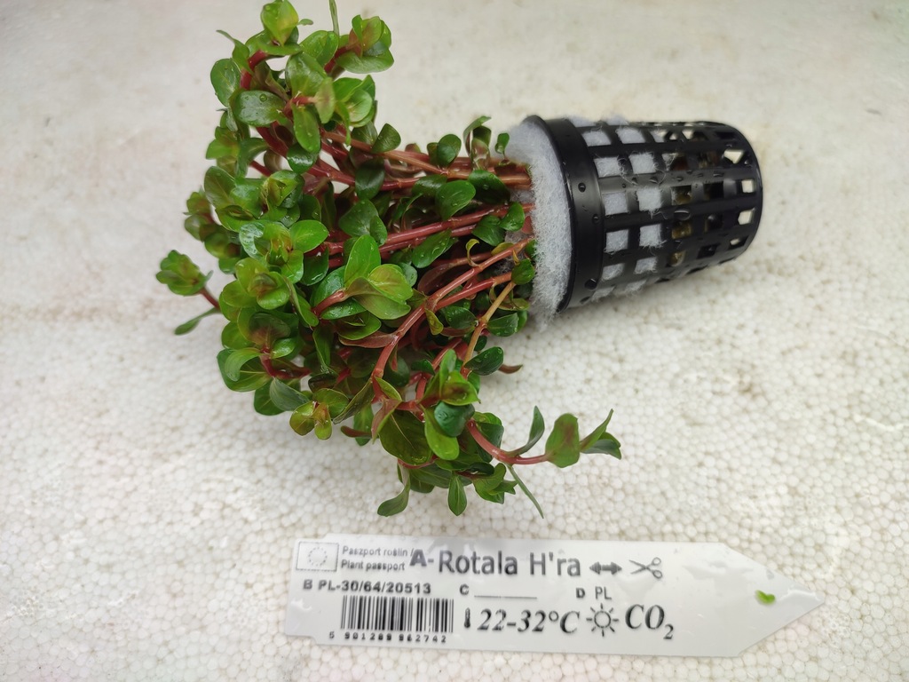 Rotala sp. 'H'Ra' [koszyk] - 12022510911 - oficjalne archiwum Allegro