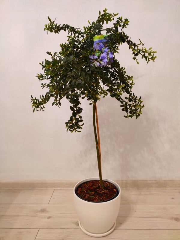 Prusznik Zimozielony niebieski drzewko na pniu Forma płacząca