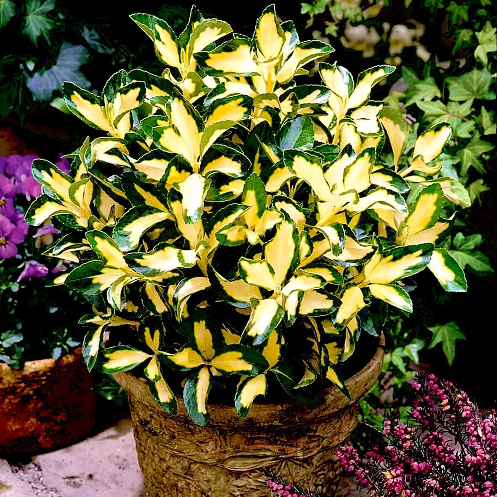 ZIMOZIELONA TRZMIELINA SUNSPOT, ROZROŚNIĘTA, NIE ZRZUCA LIŚCI NA ZIMĘ