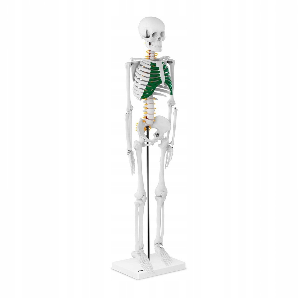 Szkielet - model anatomiczny 85cm PHYSA PHY-SK-5