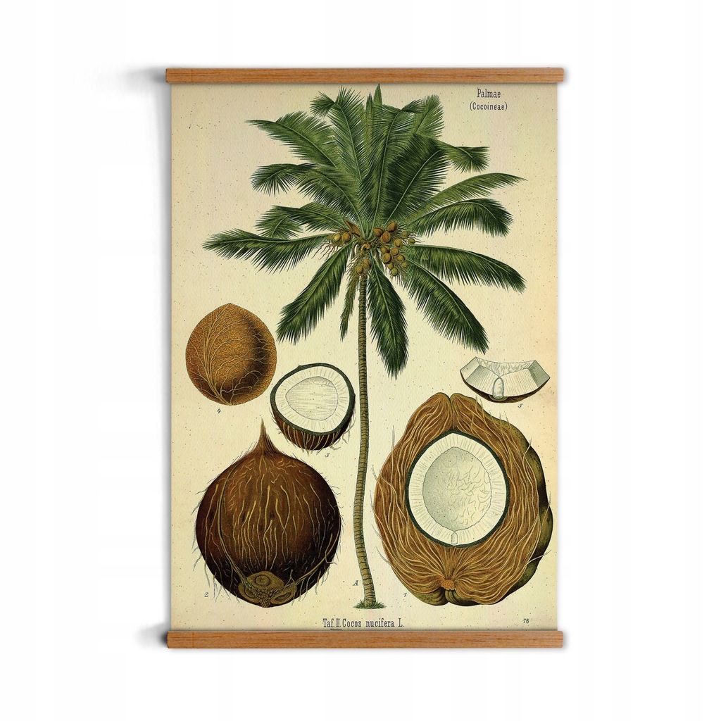 grafika z ramką Kokos palma do kuchni dekoracja A1 - 11350147046 ...