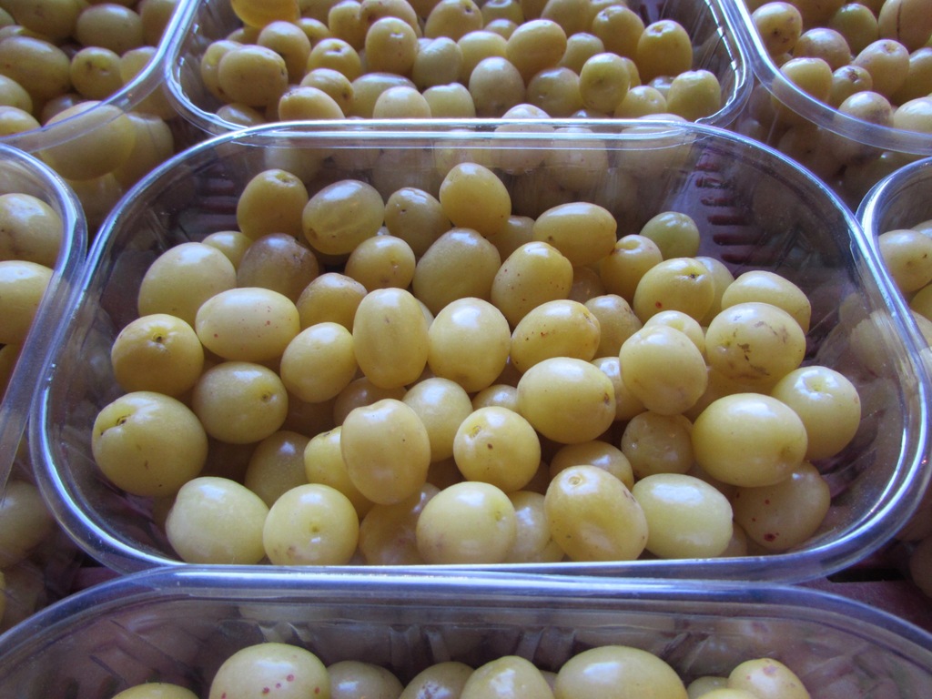 Dereń jadalny ŻÓŁTE OWOCE bardzo słodkie PYSZNE wprost od producenta