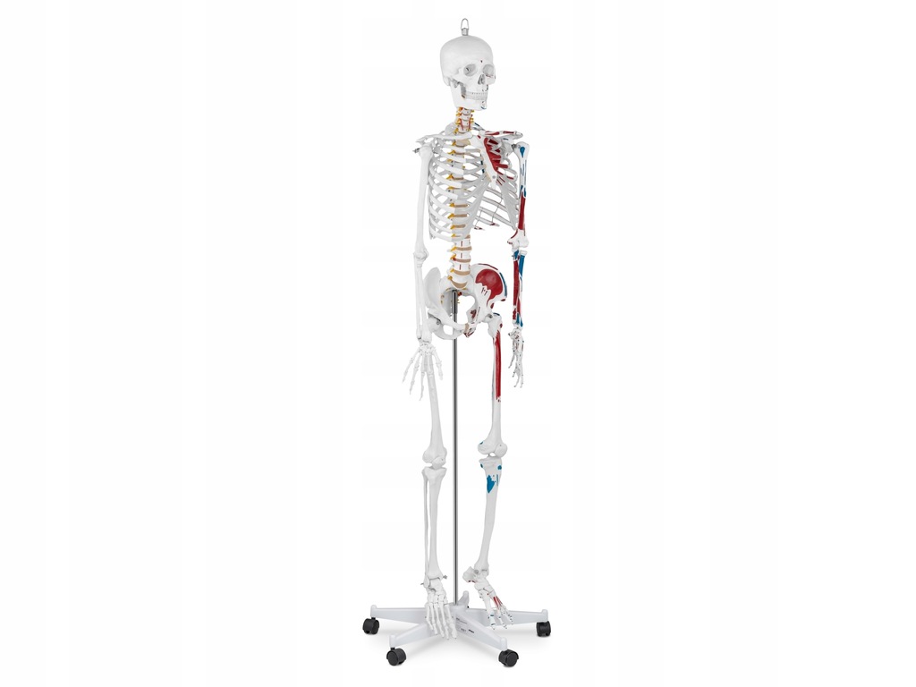 Ludzki Szkielet Model Anatomiczny Na Kolkach 180cm 7659102324 Oficjalne Archiwum Allegro