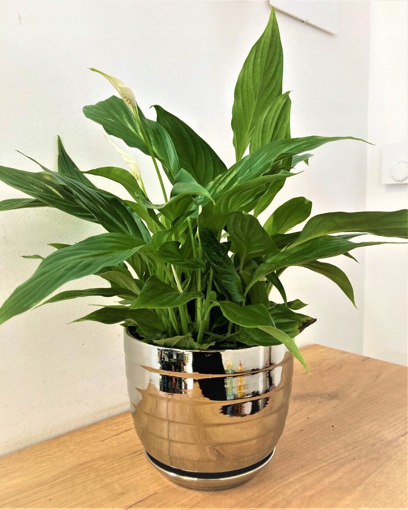 Skrzydłokwiat - Spathiphyllum Peral Cupido