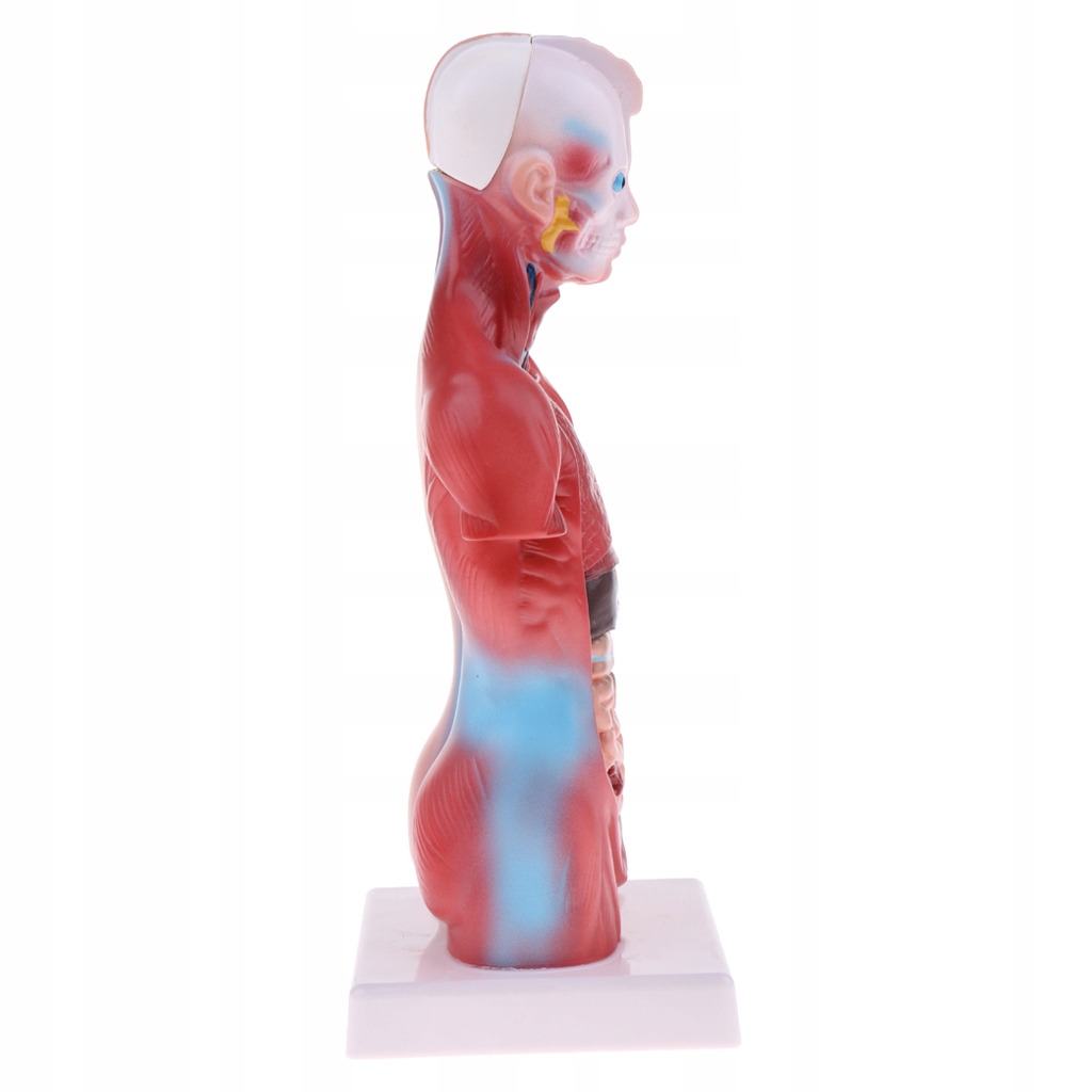1 model ludzkich wnętrzności Szkieletu Męskiego
