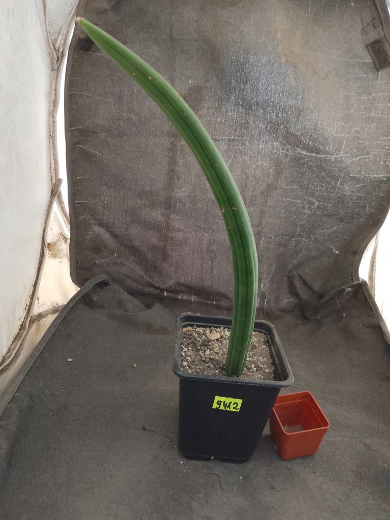 Sansevieria patens 9412 don9x9cm PS3447R