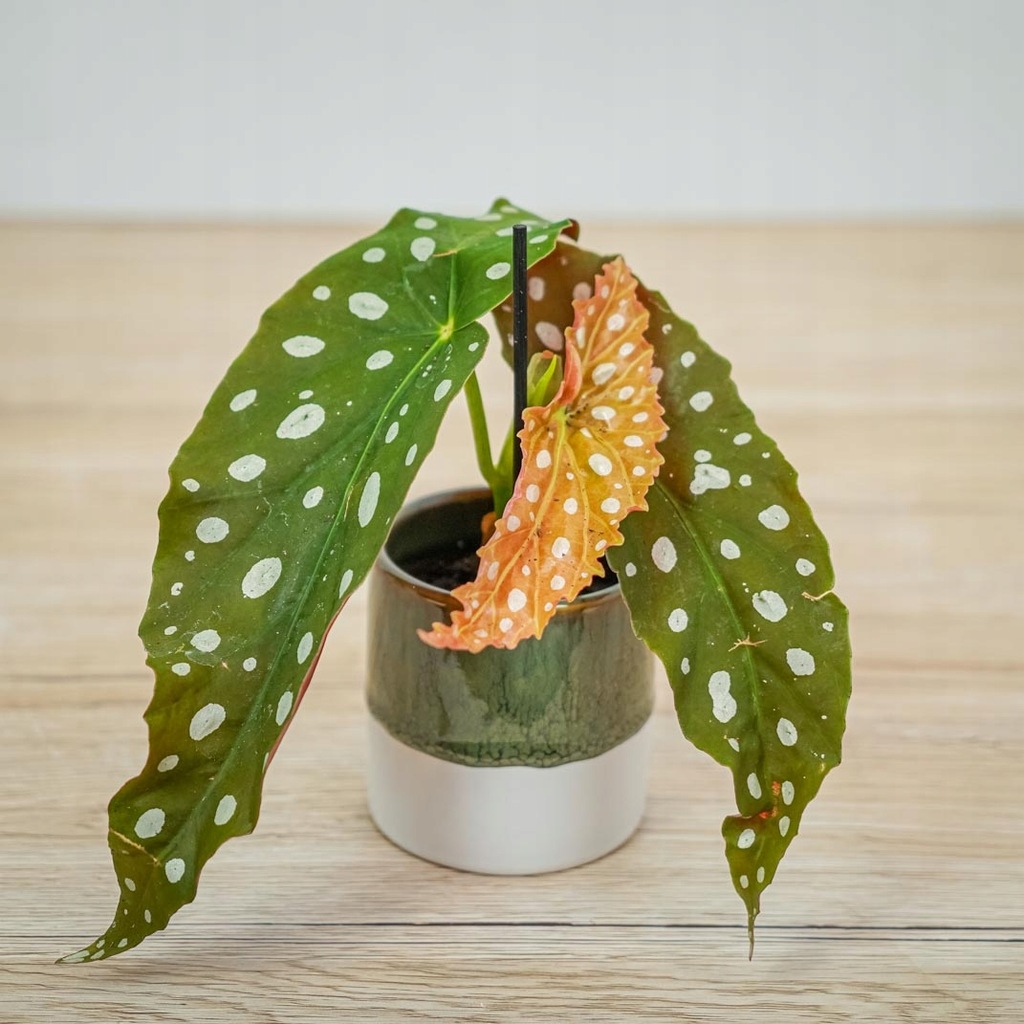 Begonia Maculata Wightii XS W Kropki Duże Liście