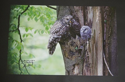 Fotografia Adama Wajraka - Puszczyk uralski