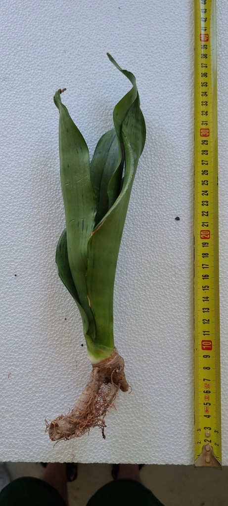Sansewieria Sansevieria Moonshine brazilian