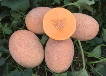MELON WAIKIKI - SMAK WANILII