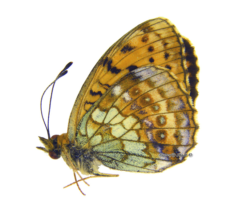 Niepreparowany motyl - Brenthis ino amurensis, M