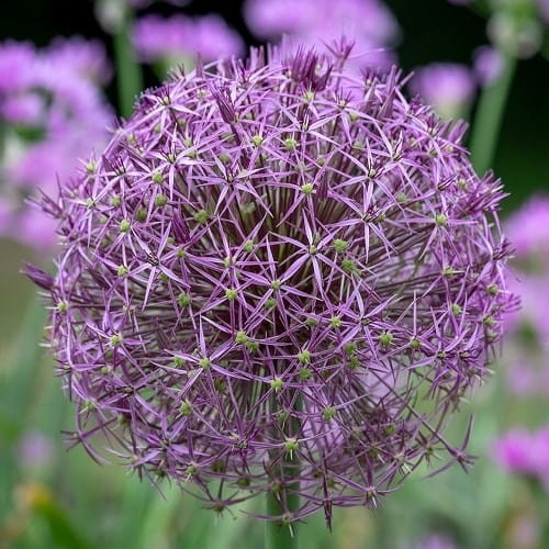 Allium Christophii - Czosnek Krzysztofa 5 szt.