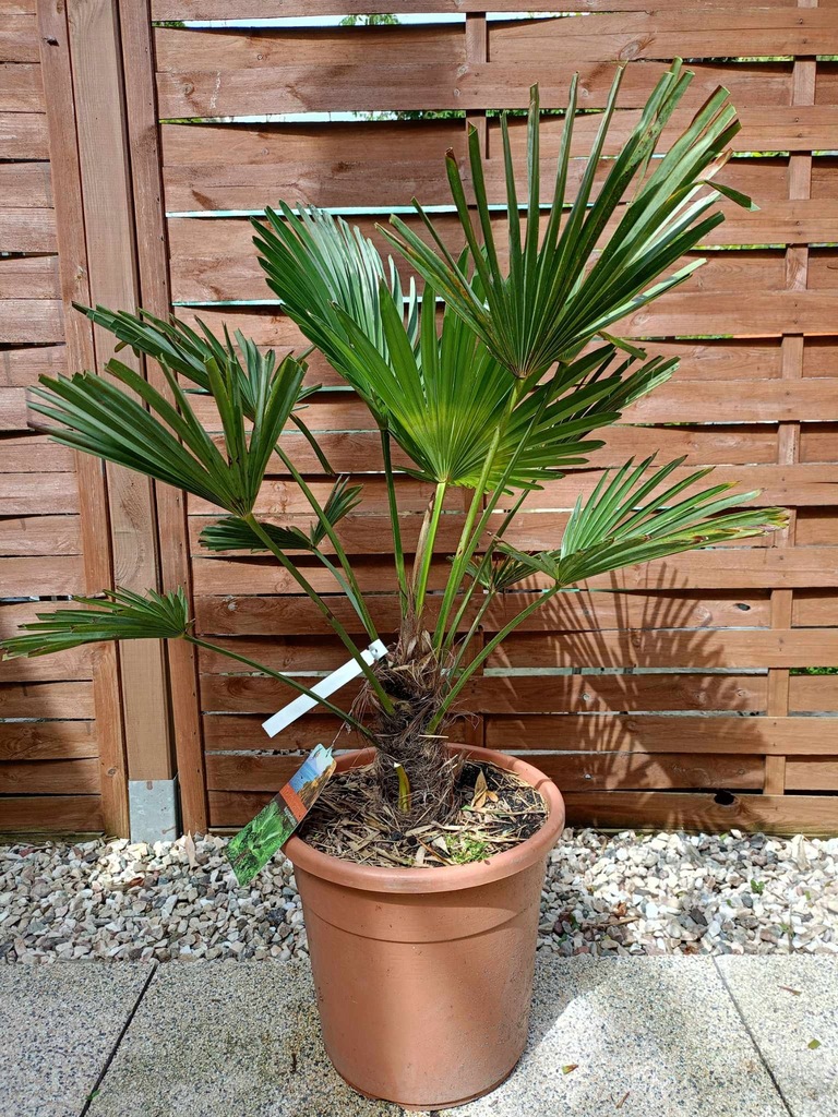 PALMA Trachycarpus Wagnerianus (Mrozoodporna) 0020