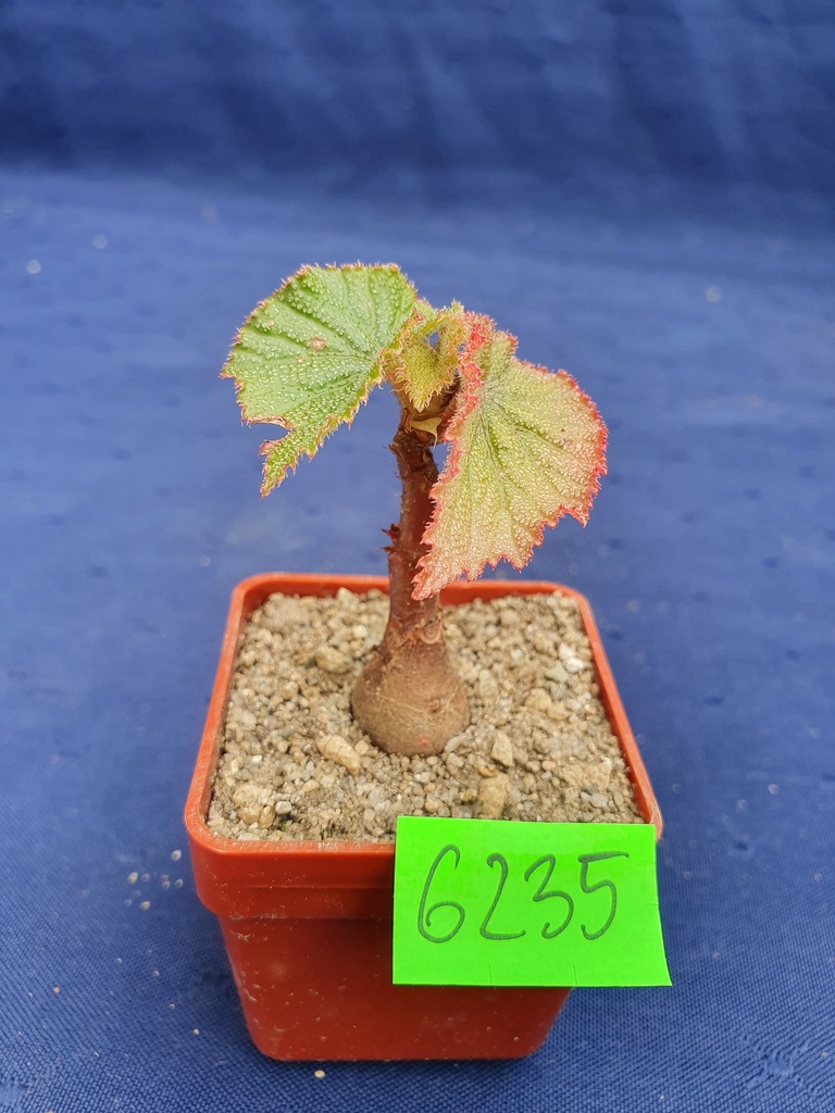 Begonia dipetala, India 6235p - PS3108C