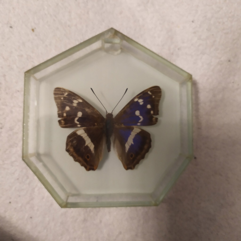 MOTYL w gablotce Mieniak tęczowiec w gablocie