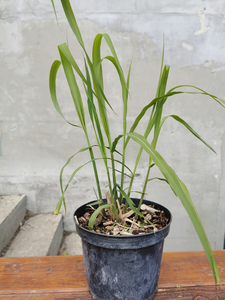 Купить Широколистный декоративный злак U. Latifolia: отзывы, фото и ...