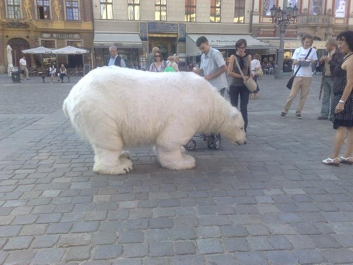 Niedźwiedź we wrocławskim rynku - zdjęcie