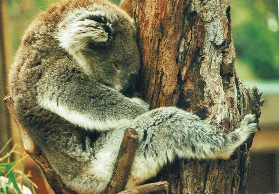 Wyslę pocztówkę z Australii - Śpiący koala