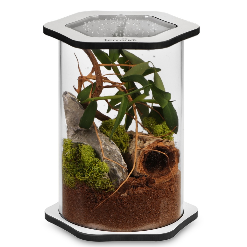 DUŻE TERRARIUM AKRYLOWE DLA PAJĄKÓW MODLISZEK OWAD 12664388182