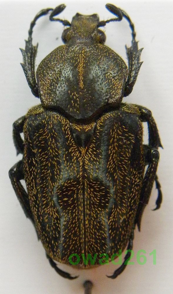 019 Philistina zebuanus Kraatz, 1895-1