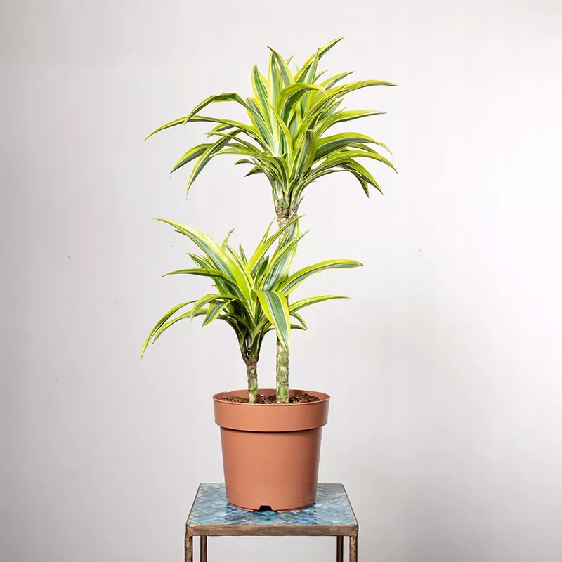 Dracena 'Lemon Lime' | Dracaena fragrans