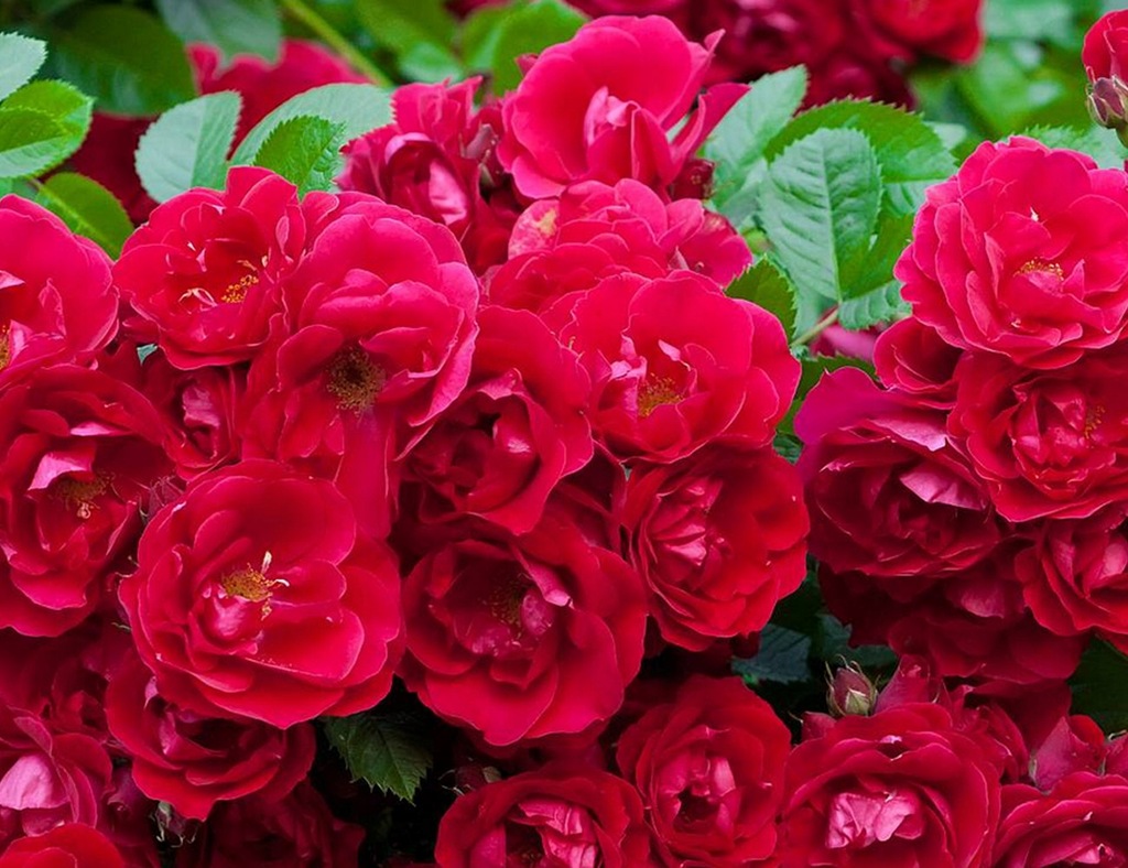 Ред фейри. Ред фейри. Ред фейри. Ред фейри почвопокровная. Ред фейри.