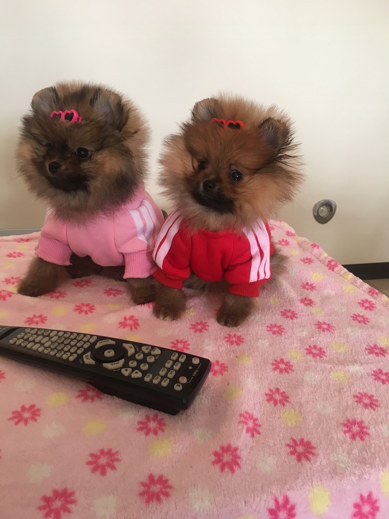 Szpic Miniaturowy Pomeranian typ BOO sunia,piesek 7818911548