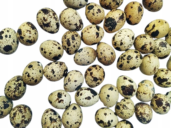 Купить Настоящие, натуральные перепелиные яйца.: отзывы, фото, характеристики в интерне-магазине Aredi.ru