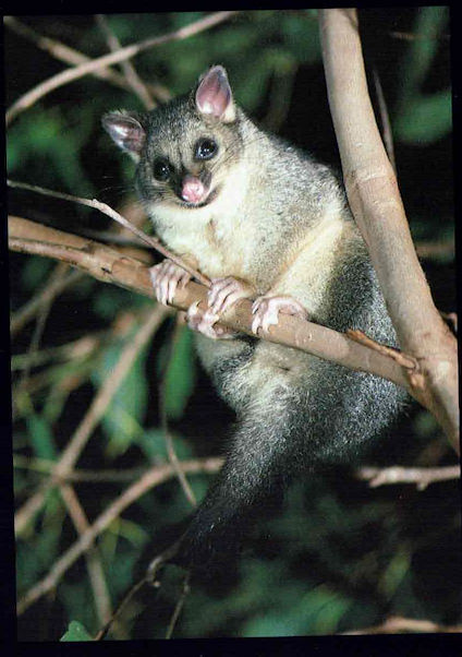 Wyslę pocztówkę z Australii - Possum