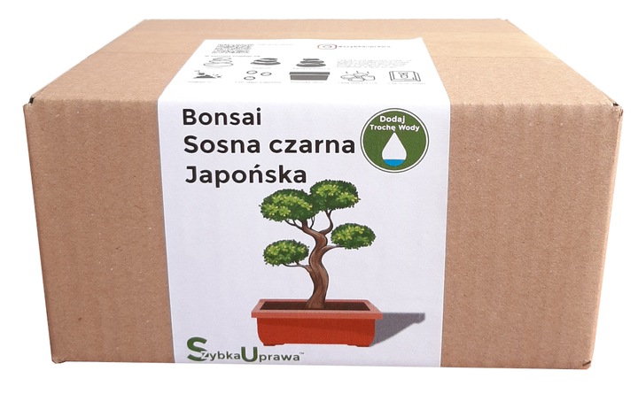 ZESTAW BONSAI czarna sosna japońska całoroczna