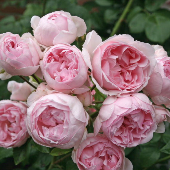 Róża Rabatowa intensywnie Pachnąca Różowa VFrancuska róża z serii Romantica