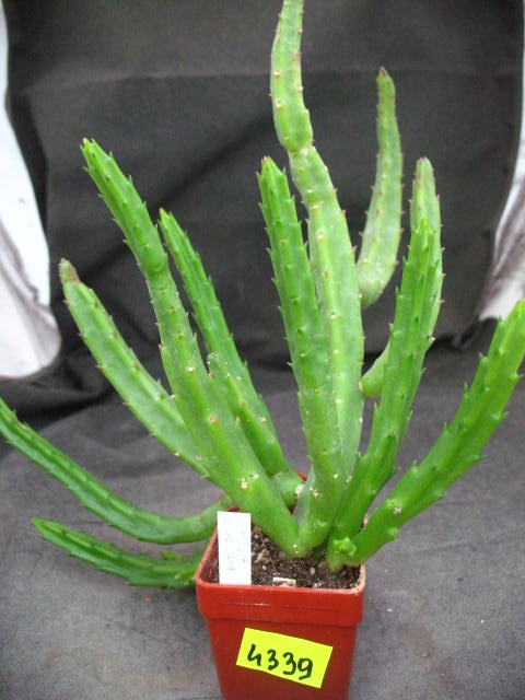 stapelia divaricata 4339 don5x5cm PG1019P