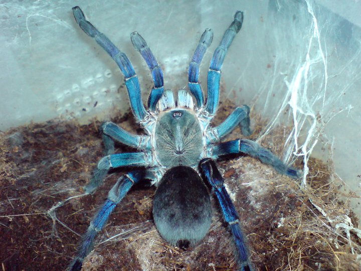 Cyriopagopus lividus L3/4