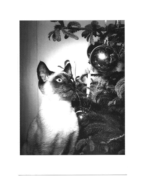 Pocztówka - Świąteczny kot przy choince i bombka