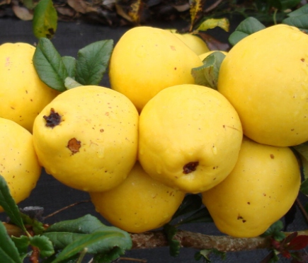 Pigwowiec mieszańcowy Gold Calif SADZONKA W DONICZCE