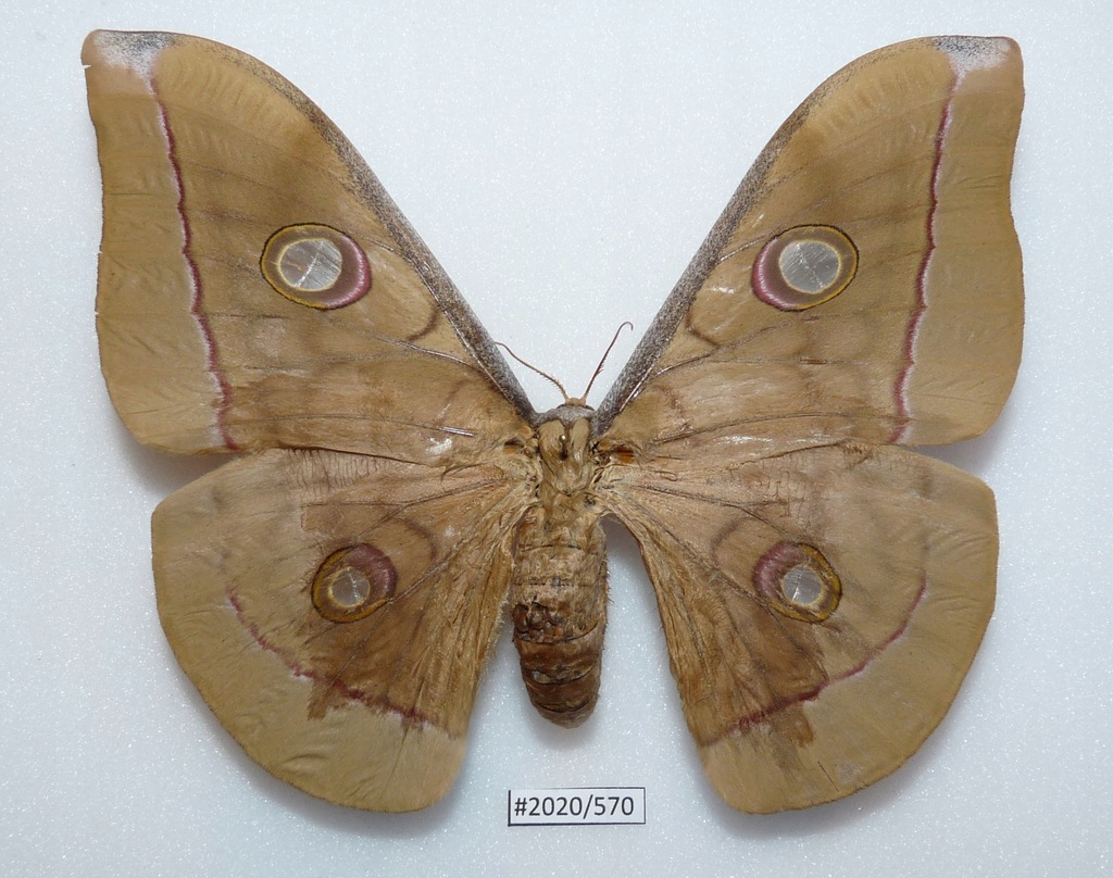 Motyl Antheraea frithi pedunculata samica 130mm.