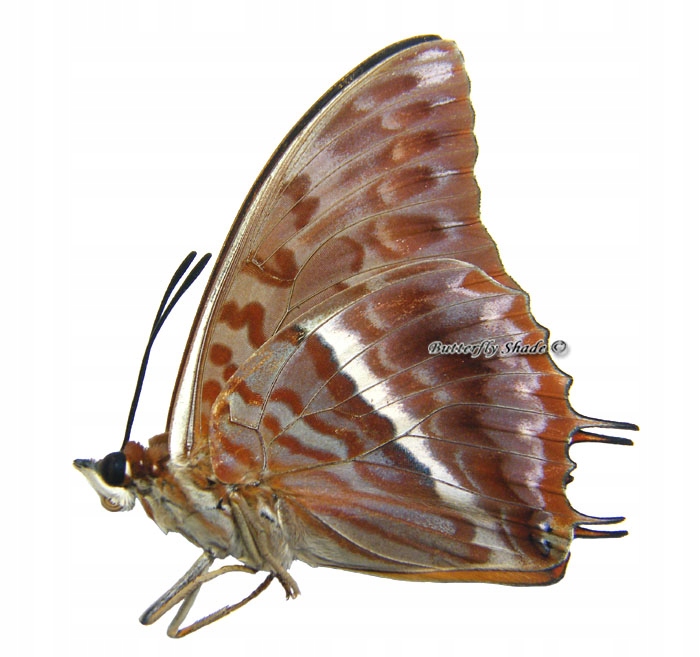 Niepreparowany motyl - Charaxes cynthia kinduana M
