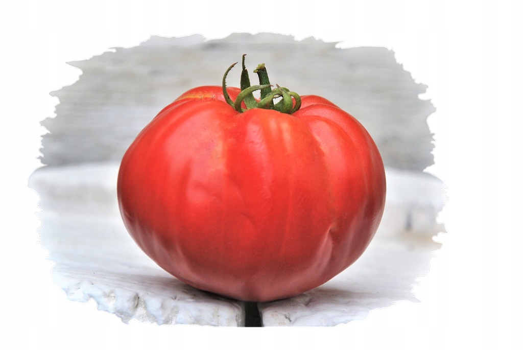 tomato Pomidor 'Harzfeuer' F1 – Wczesny – Kiepenkerl – Sklep Dla Ogrodu